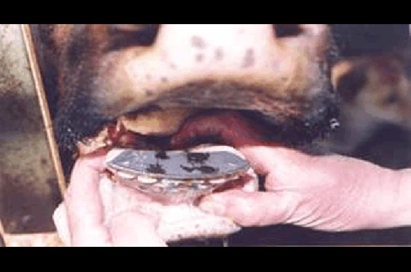 Imagen de una prÃ³tesis colocada en la boca del animal 