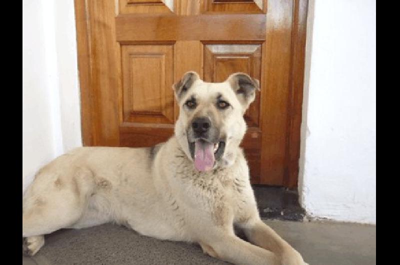 ALMAA dio recomendaciones para las prÃ³ximas fiestas y el cuidado de los animales Lo mÃs importante- consultar al veterinario 