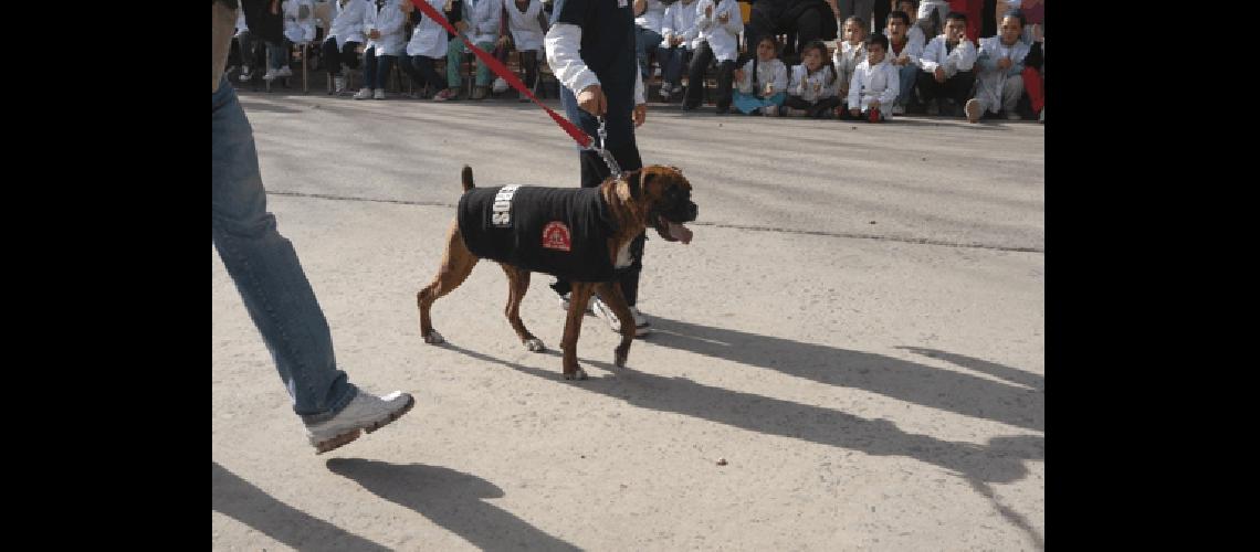 Felipe el perro que estÃn entrenando los Bomberos Voluntarios de General La Madrid para que trabaje en rescates 
