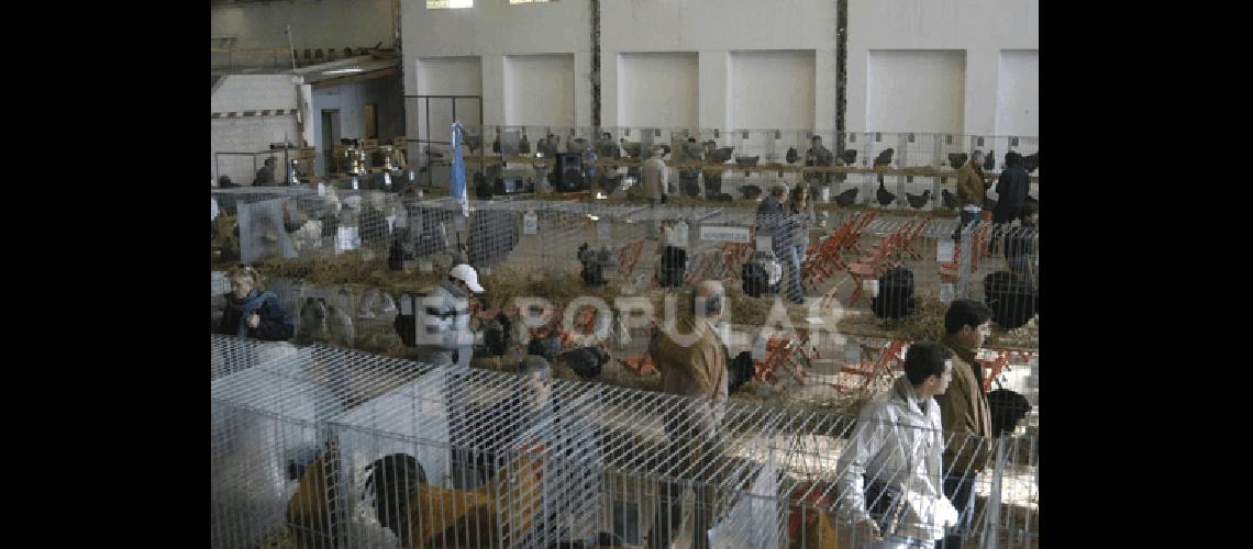 Este fin de semana se realiza la 20Âª exposiciÃ³n de aves conejos y afines de General La Madrid SerÃ en el Polideportivo 