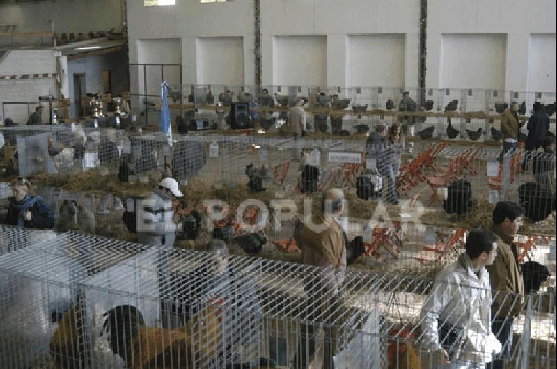 Este fin de semana se realiza la 20Âª exposiciÃ³n de aves conejos y afines de General La Madrid SerÃ en el Polideportivo 