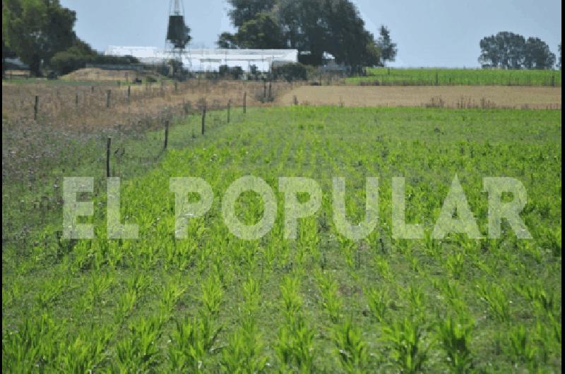 Los sembrados de maÃ­z y sorgo son los mÃs afectados por la falta de agua 