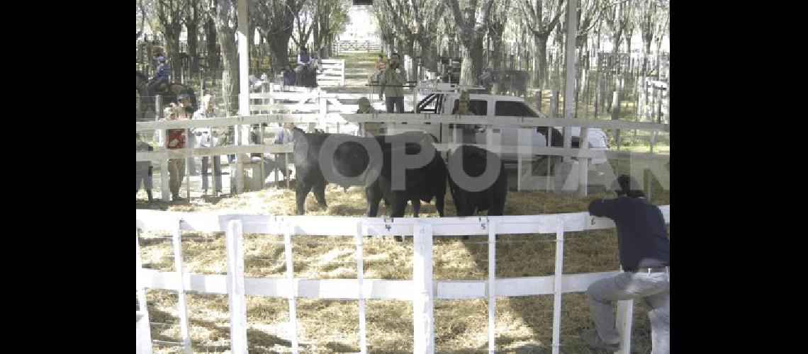 Con el ingreso de reproductores comenzarÃ hoy la 45Âª ExposiciÃ³n Rural de La Madrid 