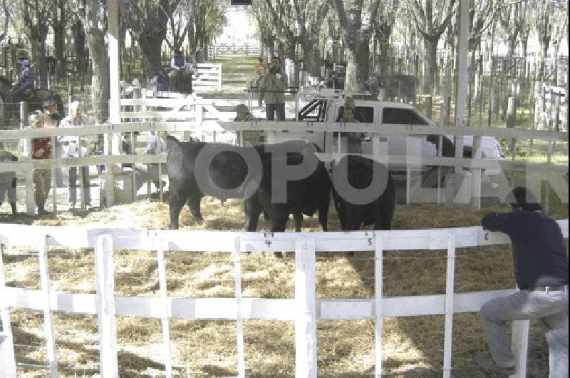 Con el ingreso de reproductores comenzarÃ hoy la 45Âª ExposiciÃ³n Rural de La Madrid 