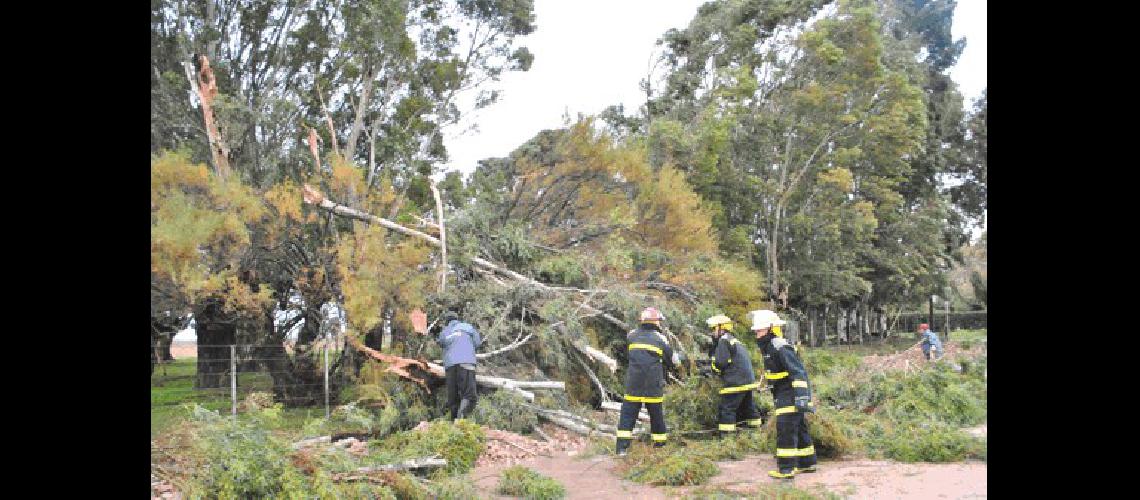 Los Bomberos trabajaron en la zona de la Escuela 8 por caÃ­da de Ãrboles 