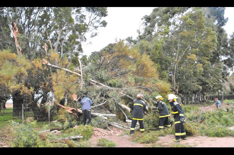 Los Bomberos trabajaron en la zona de la Escuela 8 por caÃ­da de Ãrboles 
