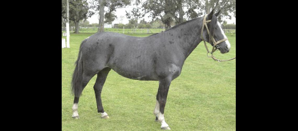 AdemÃs se llevÃ³ a cabo la 11Âª ExposiciÃ³n de Caballos Criollos en la que se presentaron muy buenos ejemplares equinos 