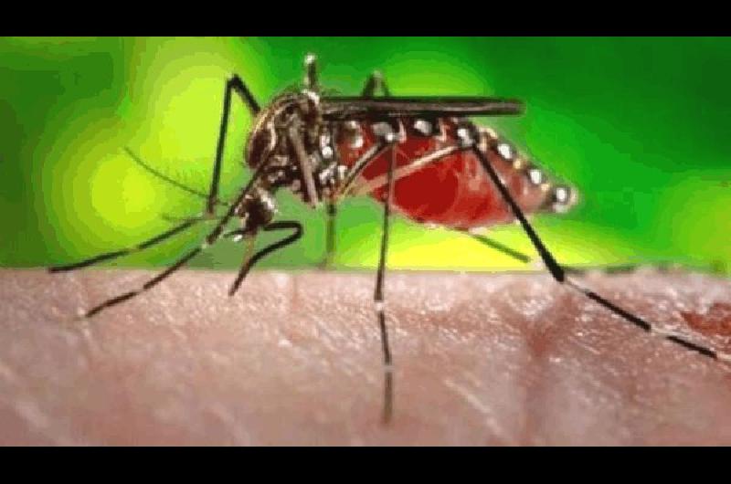 El Ãrea de BromatologÃ­a de La Madrid realiza control de mosquitos en distintos puntos de la ciudad 