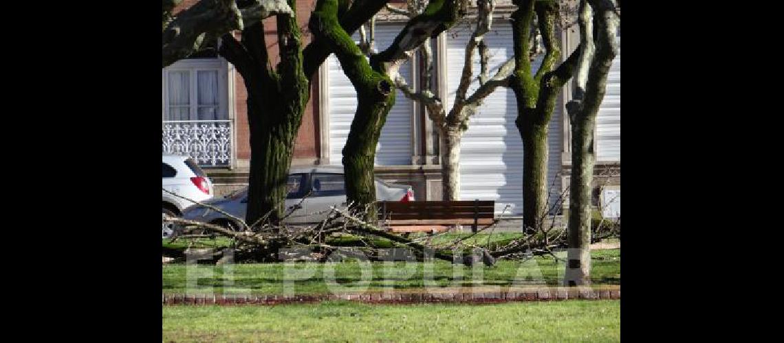 En la plaza San MartÃ­n cayeron algunos gajos de los Ãrboles 