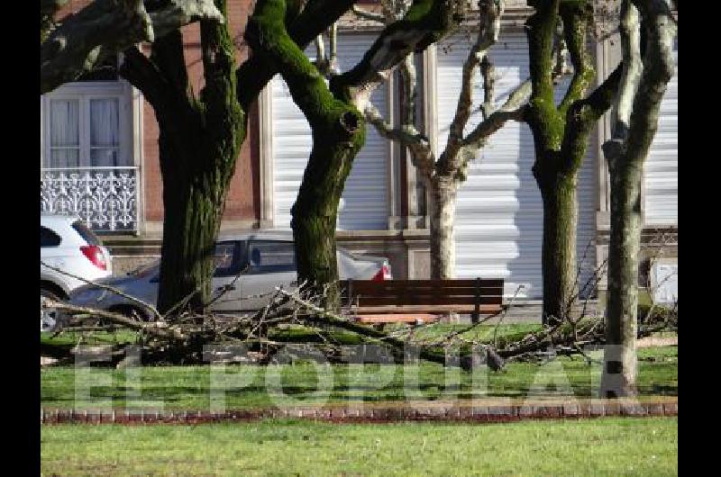 En la plaza San MartÃ­n cayeron algunos gajos de los Ãrboles 