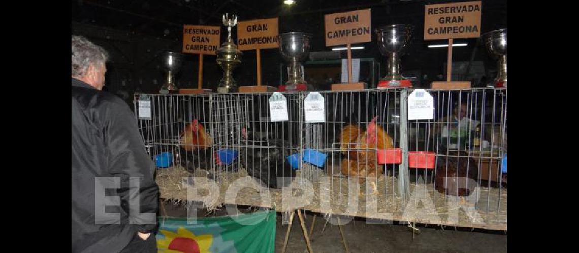 Se estima que en la ExposiciÃ³n se presentarÃ mÃs de 330 ejemplares avÃ­colas 