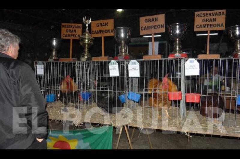 Se estima que en la ExposiciÃ³n se presentarÃ mÃs de 330 ejemplares avÃ­colas 