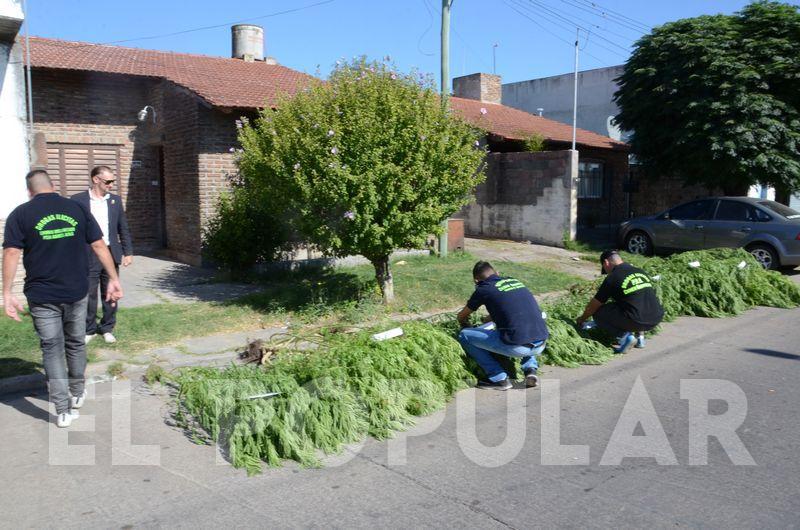 En un allanamiento encuentran gran cantidad de plantas de marihuana