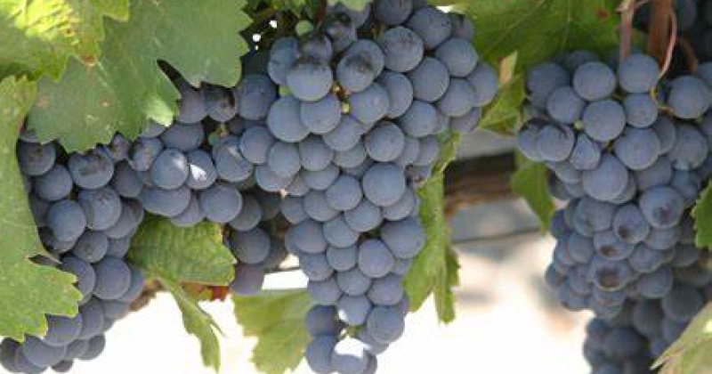 Pese a tener un origen franceacutes el vino Malbec es considerado estampa de Argentina