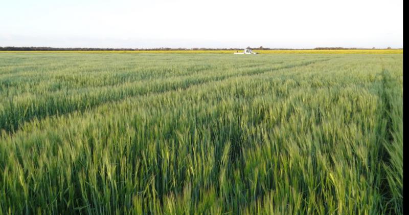 Cebada argentina se posiciona en el mercado mundial de cereales