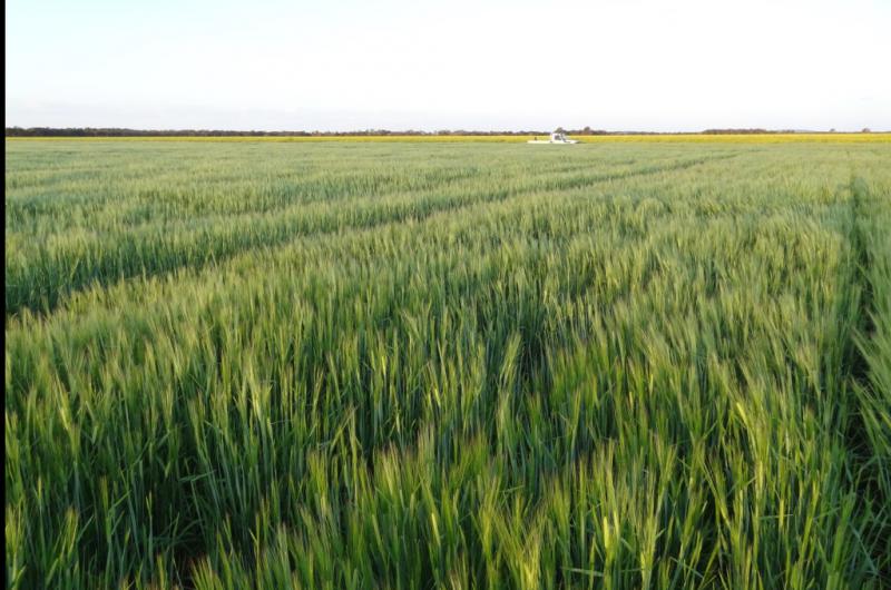 Cebada argentina se posiciona en el mercado mundial de cereales