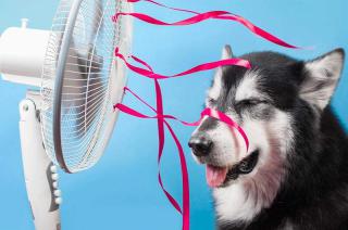 Golpes de calor en perros y gatos- todo lo que hay que saber