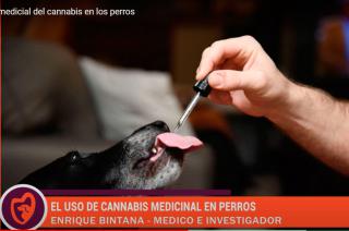 El cannabis medicinal tambieacuten para perros