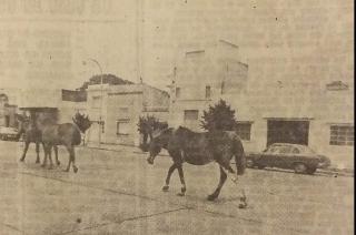  tres mansos caballos que pacían tranquilamente en el Parque Mitre a la altura de la avenida Colón y frente a la Estatua de la Libertad