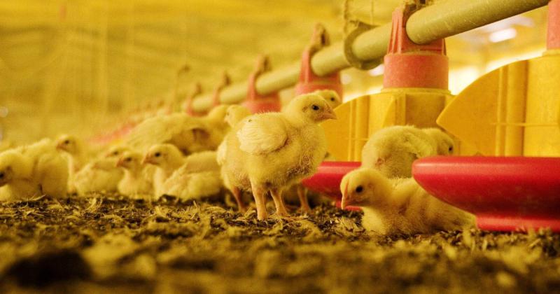 Por su sensibilidad a los cambios de temperatura y humedad se deben conocer las señales que indican si estn fuera de la zona de confort