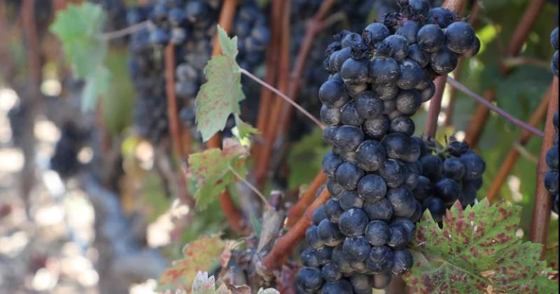 La producción de uvas afectada por las condiciones climticas adversas
