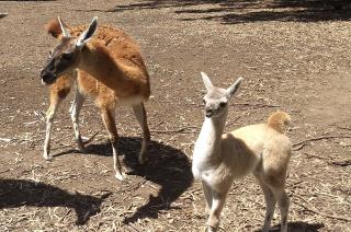 Reproduccioacuten y Conservacioacuten-  nacieron guanacos en La Maacutexima