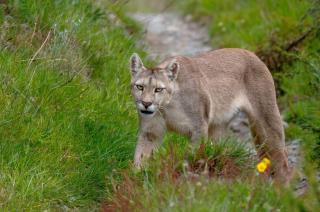 Un puma que causó el accidente de una familia olavarriense puso en agenda un fenómeno cada vez m�s marcado