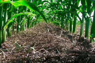 Se vuelve a disparar la urea- sin oferta el precio local supera los US 1300 la tonelada