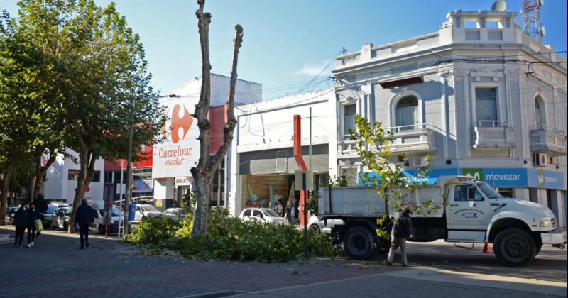 Realizarn tareas de poda preventiva en la Plaza Central