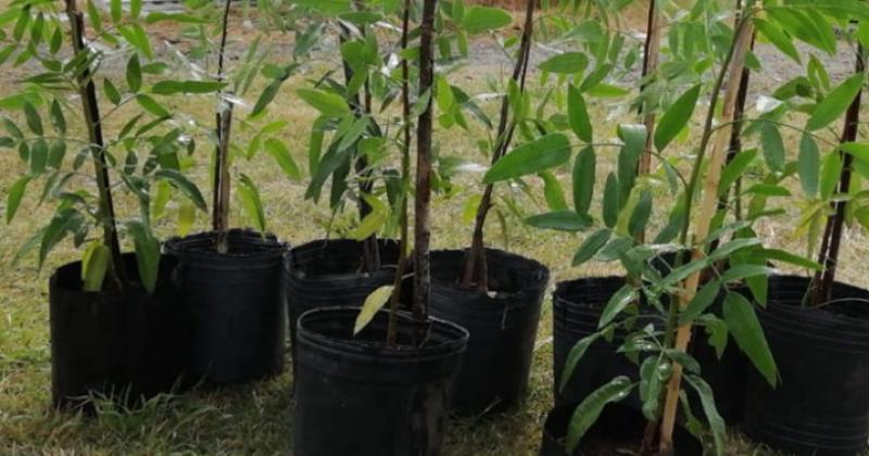 El programa Replantando Olavarriacutea llegaraacute a la Plaza Pueyrredoacuten
