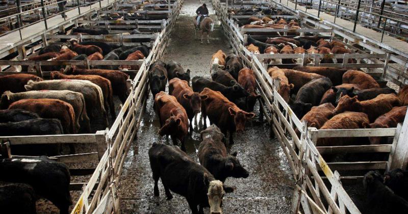 El avance que han ido registrando las cotizaciones del gordo para consumo -novillitos y vaquillonas- no est pudiendo ser trasladado