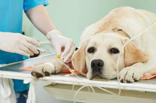 Una guardia veterinaria que atiende la demanda de casi toda la comunidad