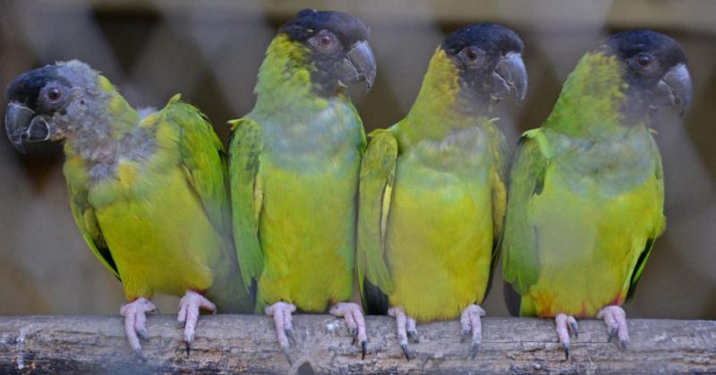 Nacieron loros habladores en el Bioparque La Mxima