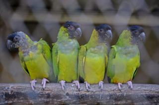 Nacieron loros habladores en el Bioparque La Mxima