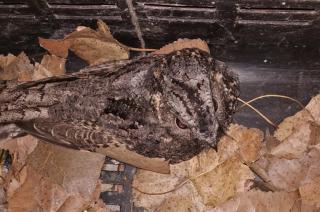 Se registró la presencia de la especie Ñacunda Podager nacunda en La Mxima