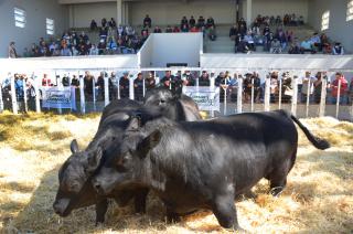 Se apunta a lograr aumentar el peso de faena y las exportaciones c�rnicas