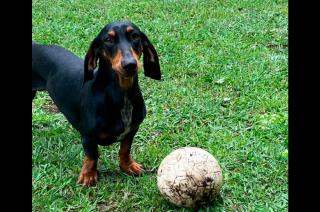  Se perdioacute Coco en la zona del campus universitario