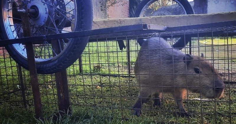  El animal fue devuelto a su hbitat natural