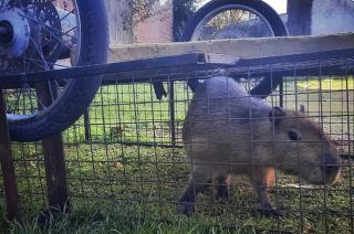  El animal fue devuelto a su hbitat natural