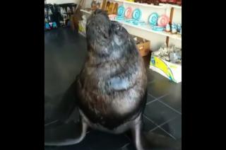 Mar del Plata- el video del lobo marino comerciante que se hizo viral