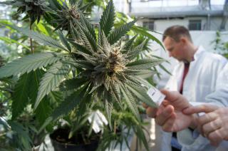 Cannabis- legalizan la compra de semillas para cultivos con fines medicinales