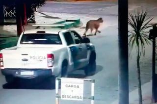 Dieron por finalizada la buacutesqueda del puma que generoacute alarma en Villa Gesell