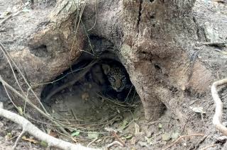  Tras 70 antildeos de extincioacuten nacieron dos yaguareteacutes silvestres en los Esteros del Iberaacute