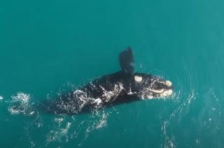 Increiacuteble espectaacuteculo de ballenas a pocos metros de la costa de Necochea