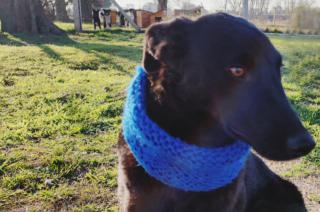 Duki Adopt� un perro negro 6 hermanitos que fueron tirados en el predio de Bromatología