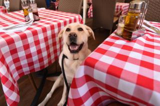 Con el perro a todos lados- Bahiacutea Blanca los acepta en restaurantes y bares