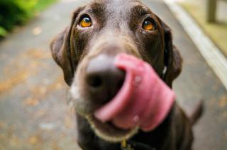 Coprofagia por qué se comen la caca los perros