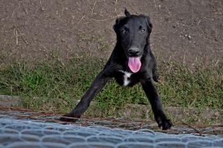 Bromatologiacutea- jornada de adopcioacuten canina y cuidado responsable