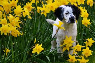 Siete consejos para cuidar a tu perro en primavera