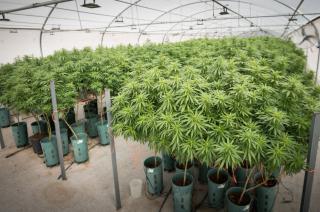 Habilitaron la primera planta nacional de produccioacuten de cannabis medicinal